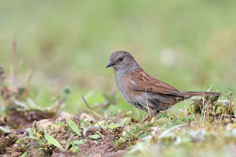 Dunnock