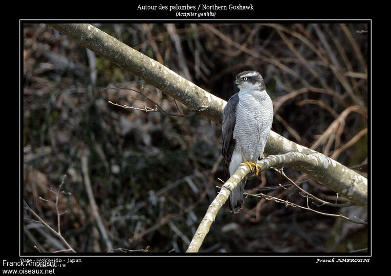 Eurasian Goshawk male adult breeding, pigmentation