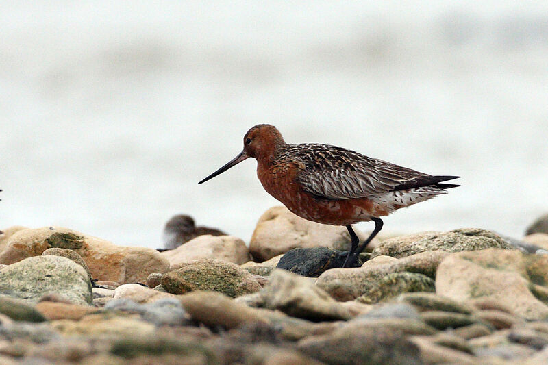 Bar-tailed Godwit male adult