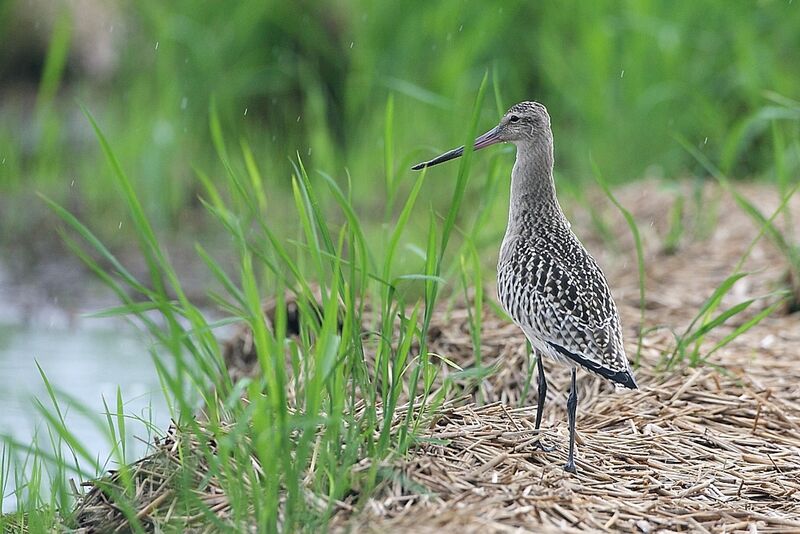 Bar-tailed Godwit