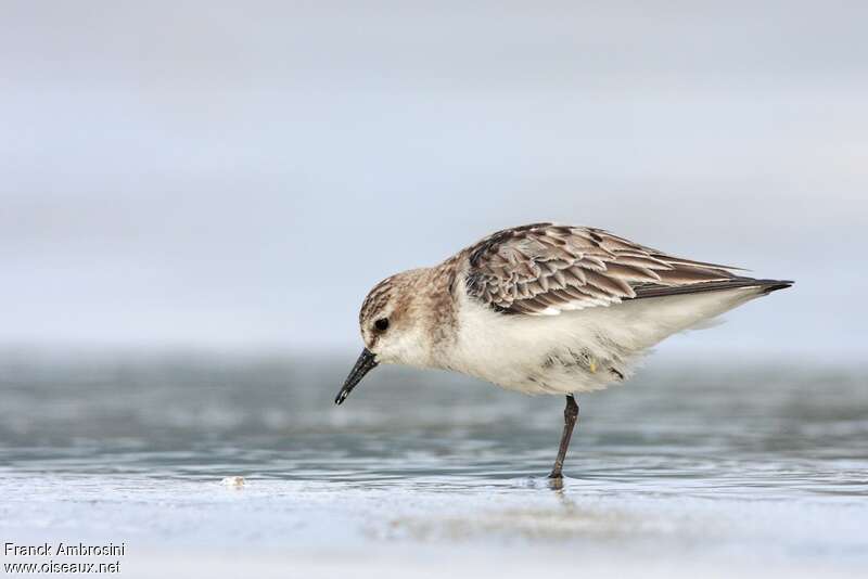 Red-necked Stintadult post breeding, Behaviour