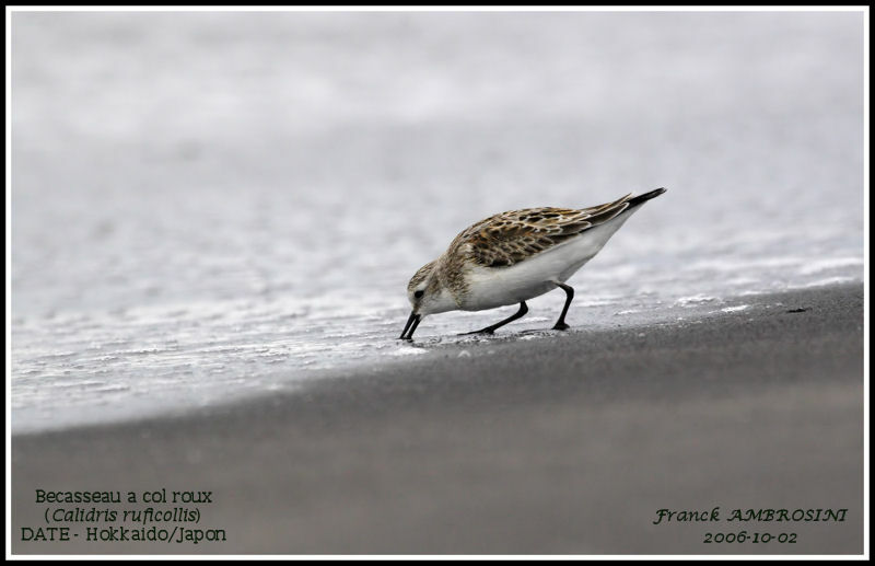 Red-necked Stint