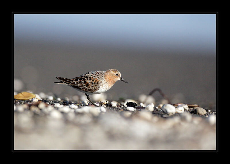 Red-necked Stintadult breeding