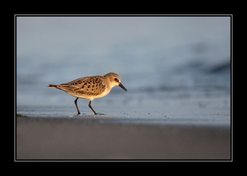 Red-necked Stint