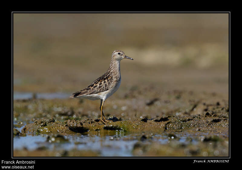 Long-toed Stint, Behaviour