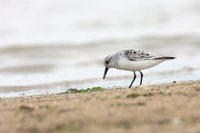 Bécasseau sanderling