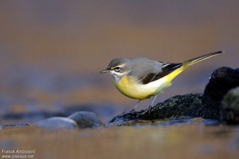 Grey Wagtail female adult breeding, identification