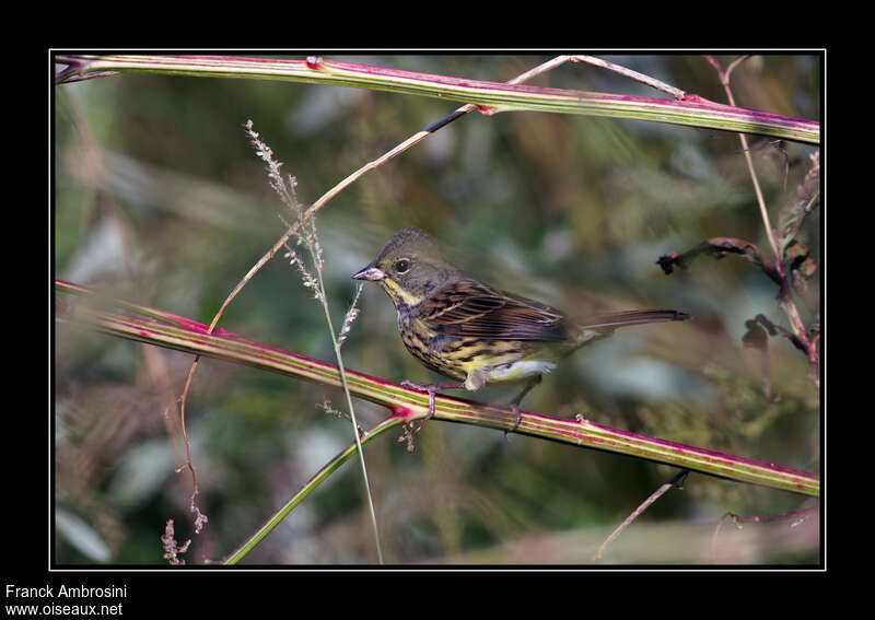 Masked Bunting male adult post breeding