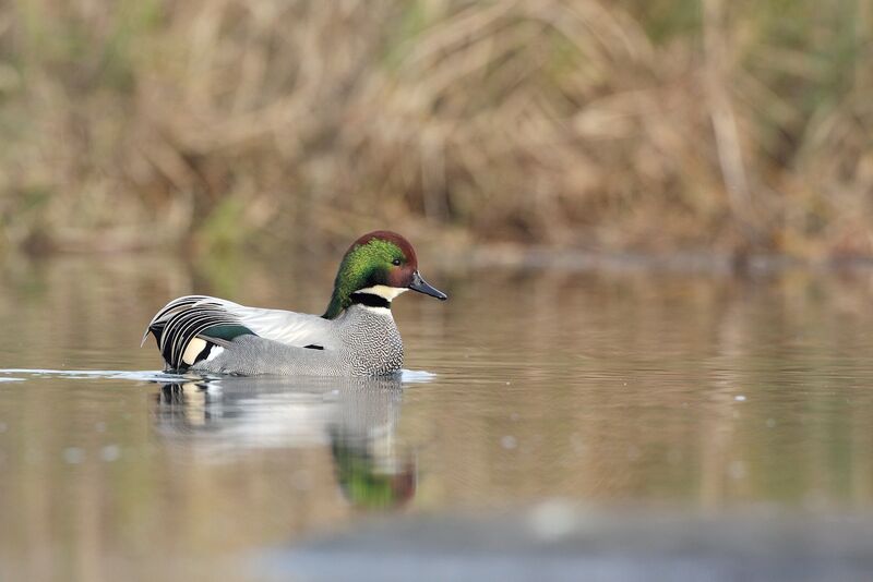 Canard à faucilles