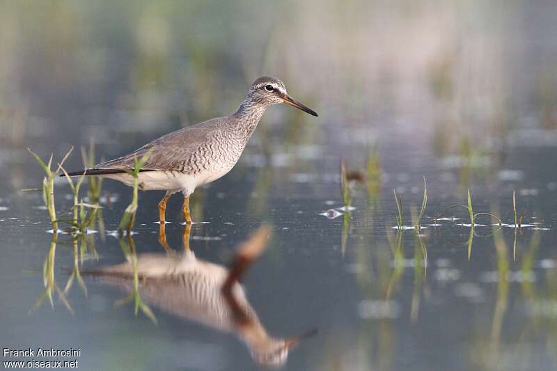 Grey-tailed Tattleradult breeding, identification