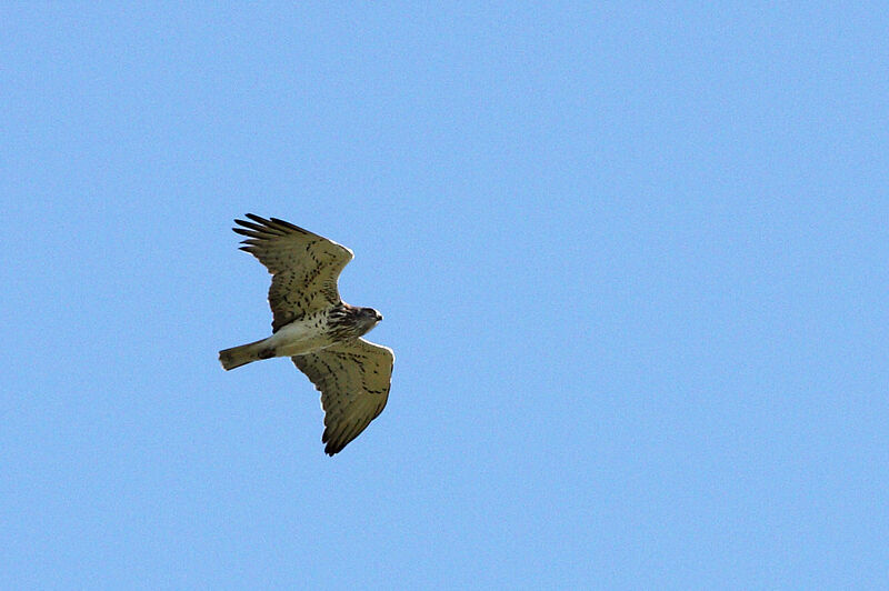 Short-toed Snake Eagle