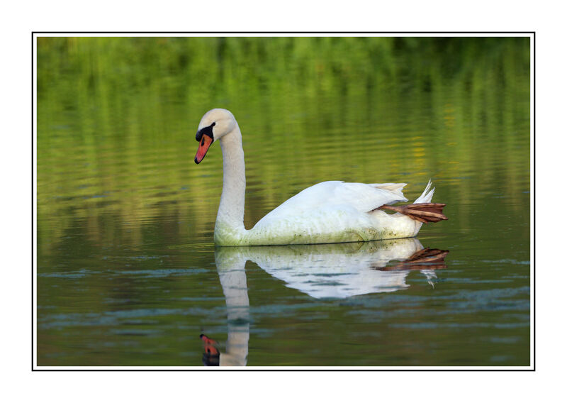 Mute Swanadult breeding