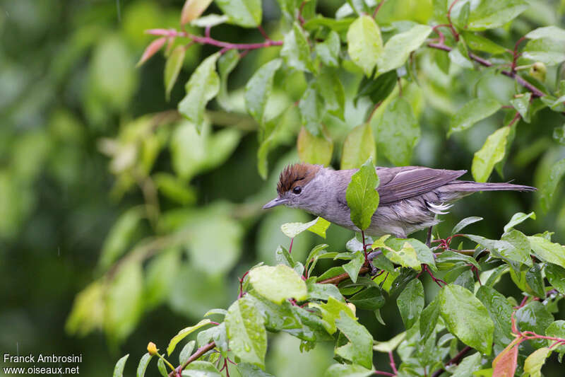 Fauvette à tête noire femelle adulte, habitat, pigmentation, Comportement