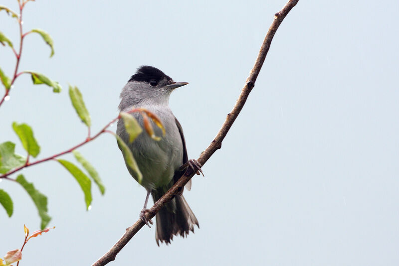 Eurasian Blackcap male adult breeding