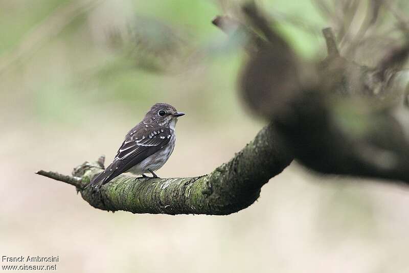 Grey-streaked Flycatcherjuvenile, identification