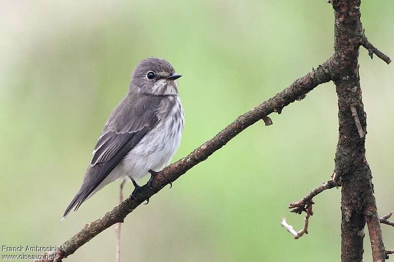 Grey-streaked Flycatcheradult, identification