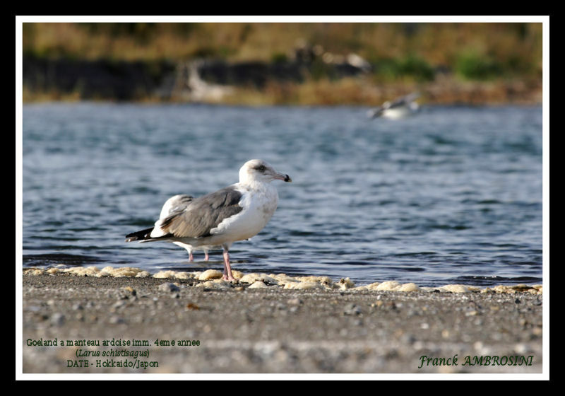 Slaty-backed GullFourth year