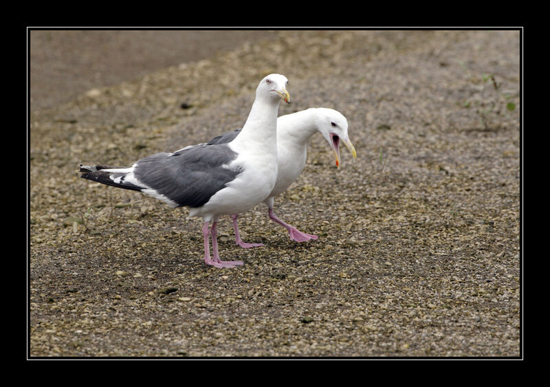 Slaty-backed Gulladult