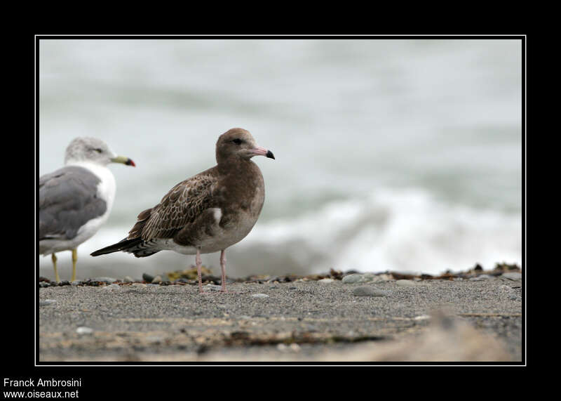 Black-tailed Gulljuvenile, identification