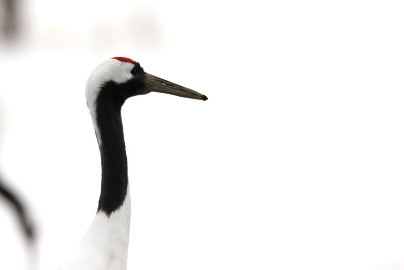 Red-crowned Crane