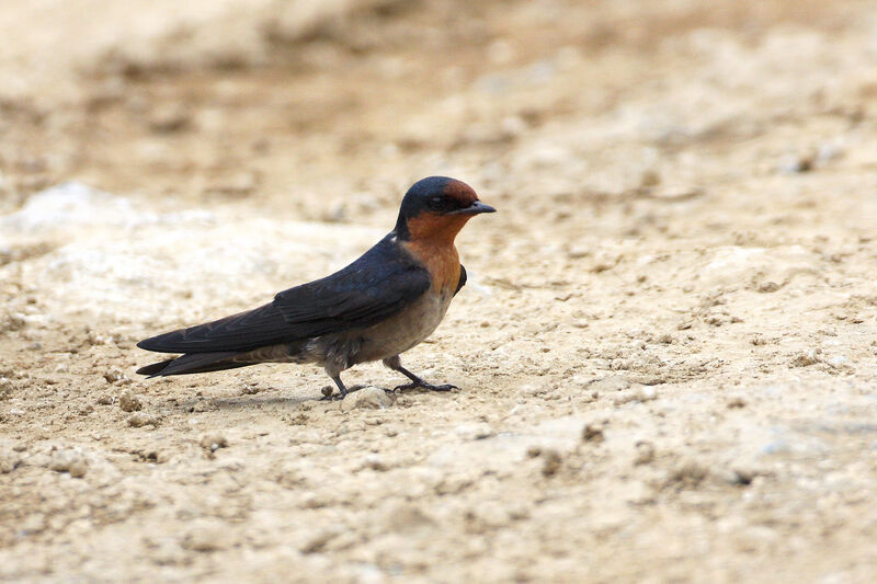 Hirondelle de Javaadulte nuptial, identification