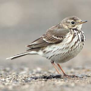 Pipit de Sibérie