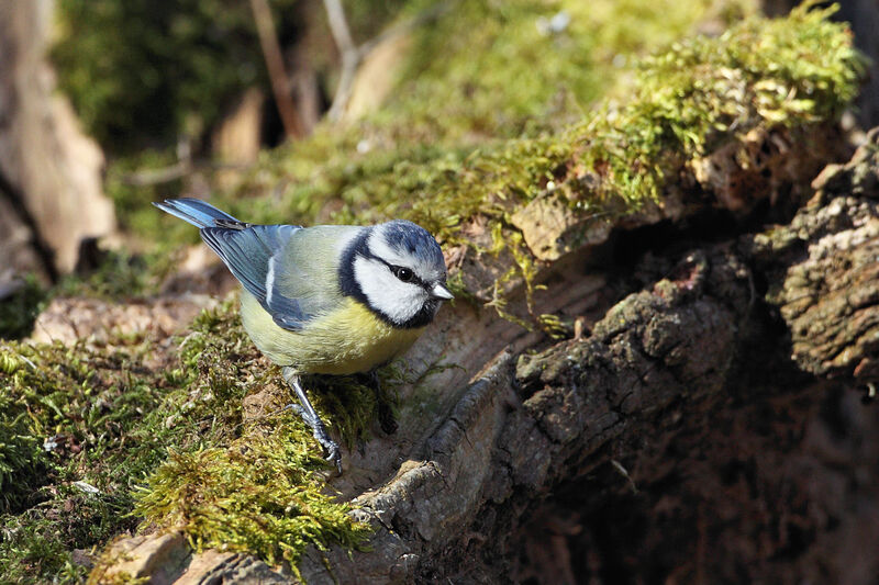 Eurasian Blue Tit