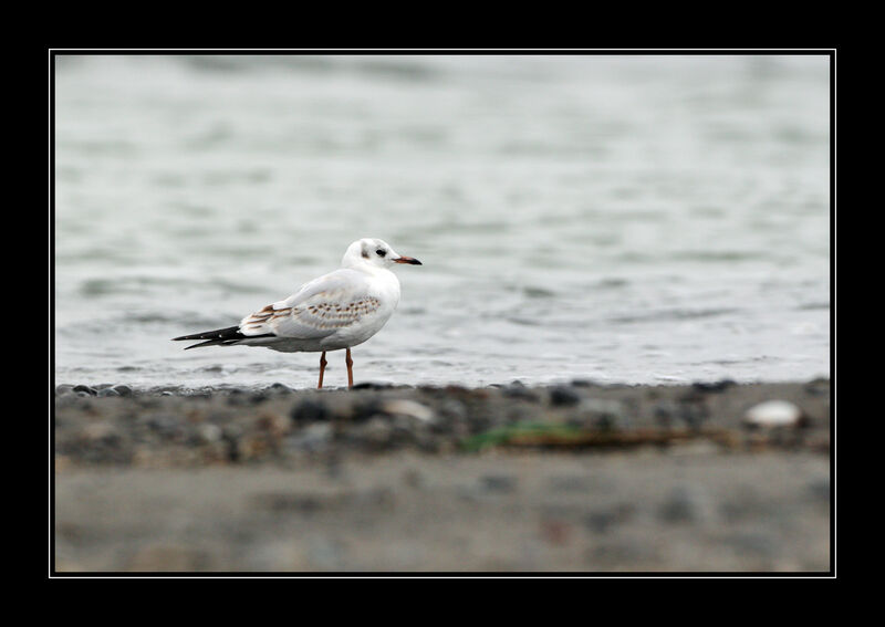 Mouette rieuseimmature