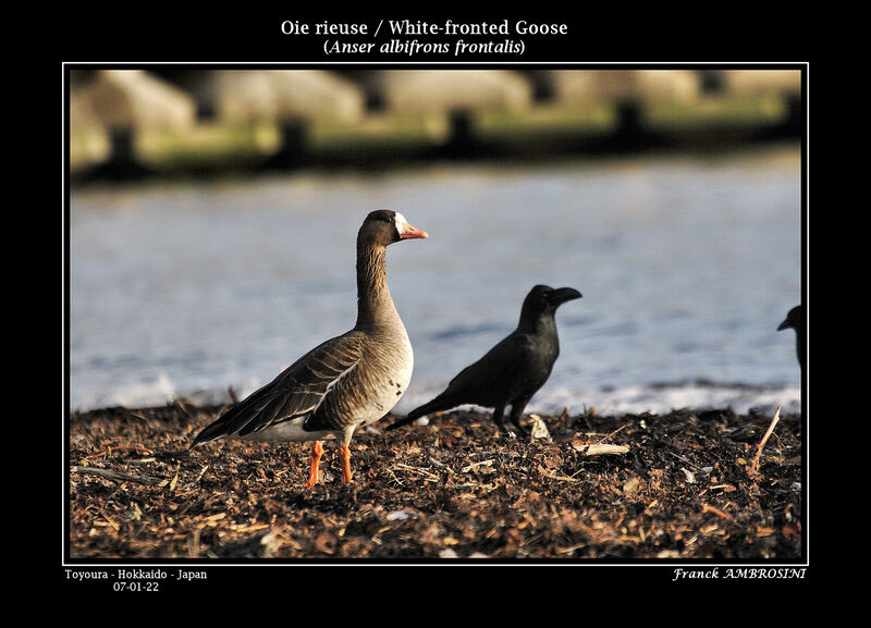 Greater White-fronted Gooseadult