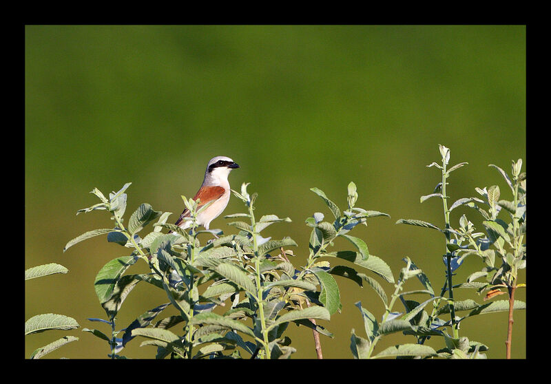 Red-backed Shrike male adult breeding