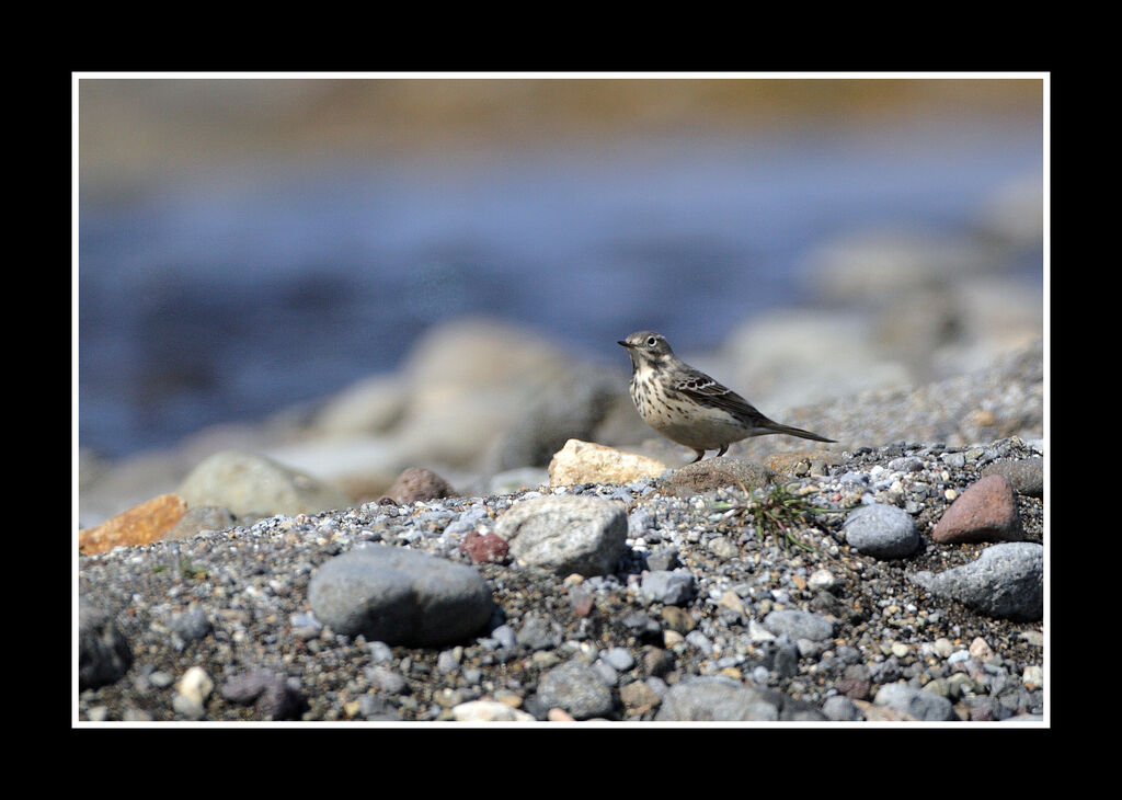 Pipit de Sibérie