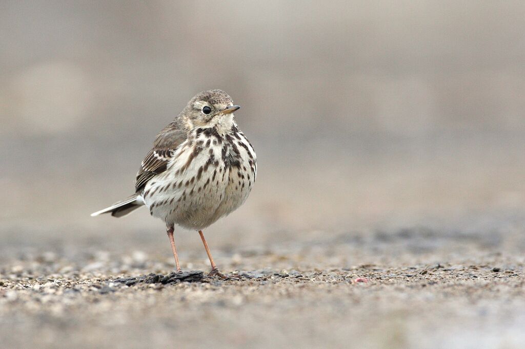 Pipit de Sibérie