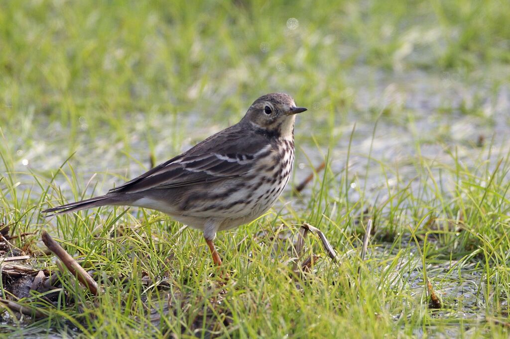 Pipit de Sibérie
