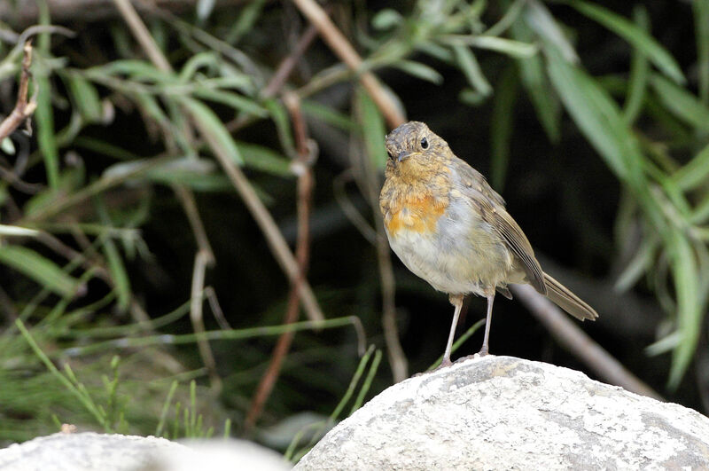 European Robinimmature