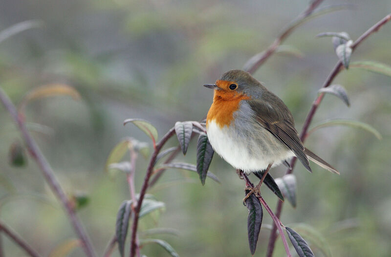 European Robin