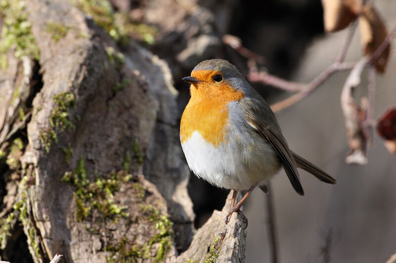 European Robin