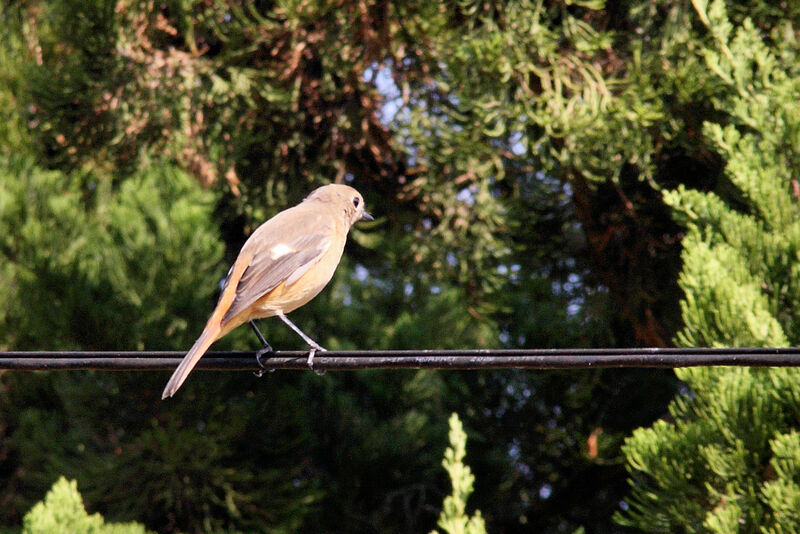 Daurian Redstart female adult post breeding