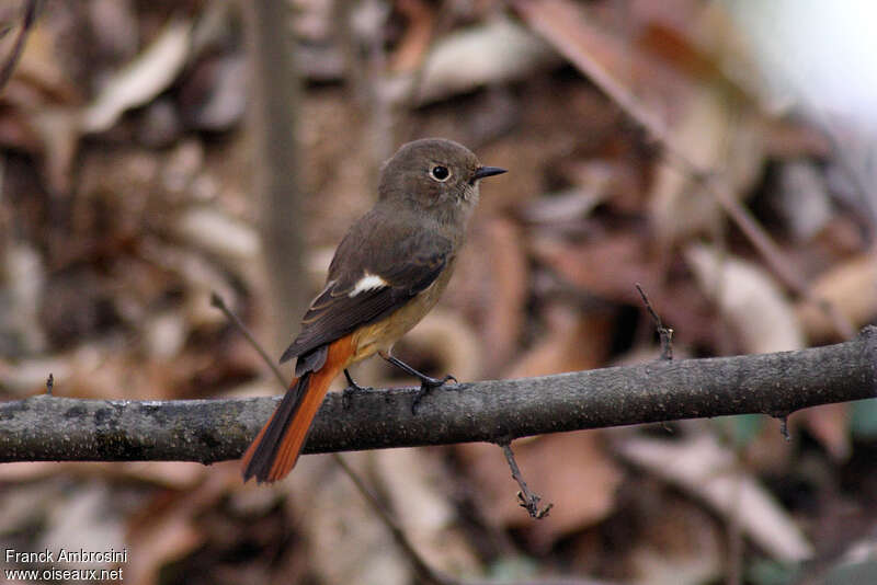 Rougequeue aurore femelle adulte, identification