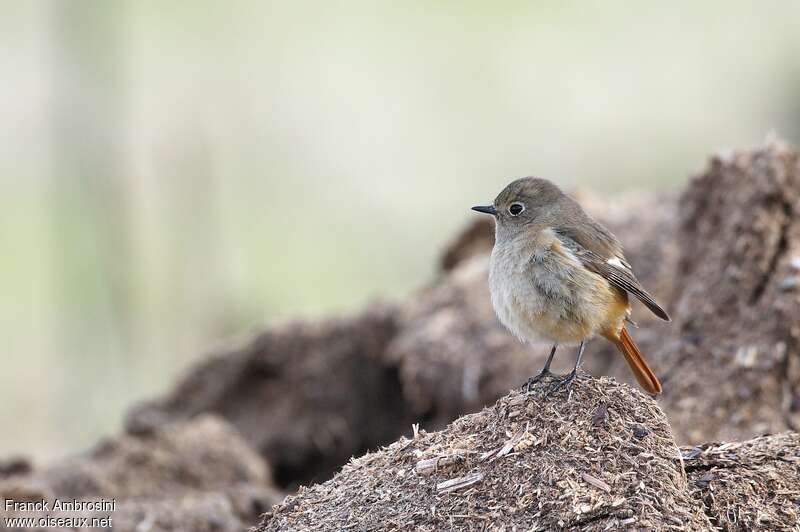 Daurian Redstart female, identification