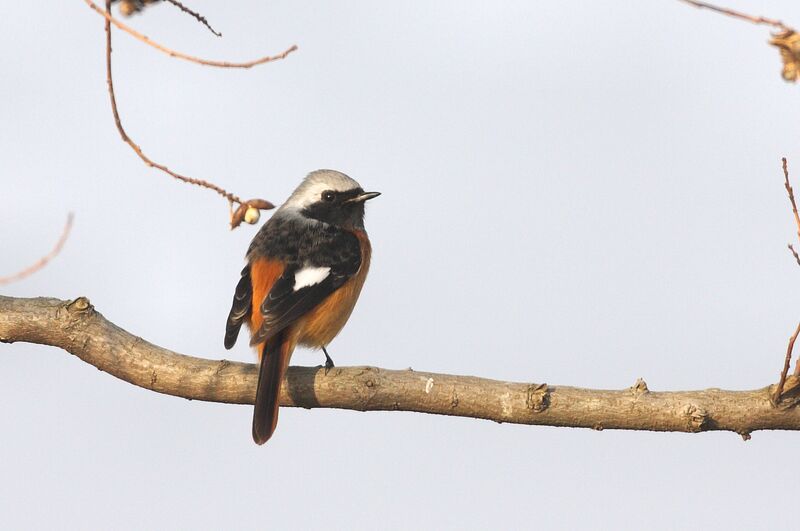 Daurian Redstart