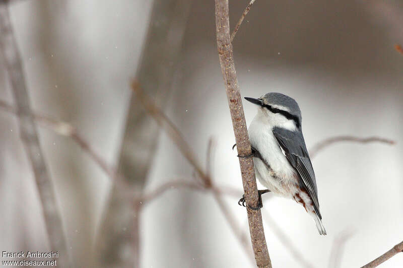 Eurasian Nuthatchadult, identification