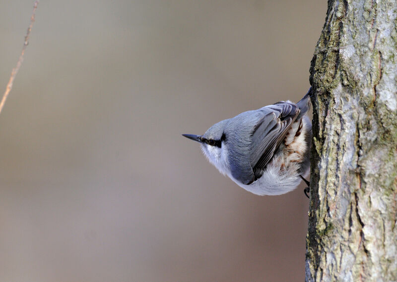 Eurasian Nuthatchadult