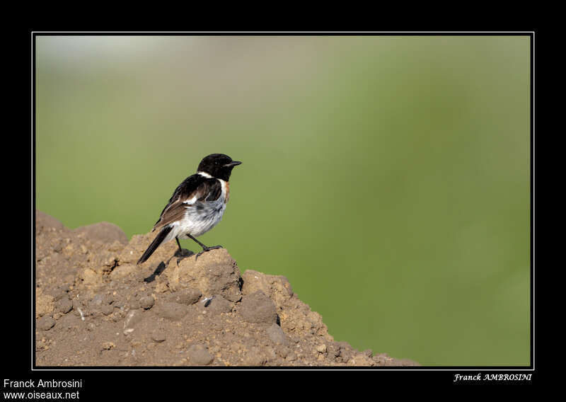 Amur Stonechat male adult breeding, habitat, pigmentation