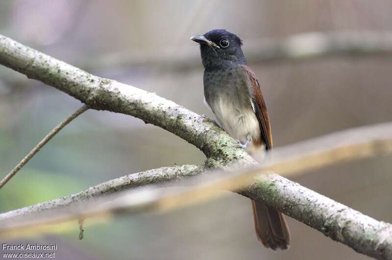 Black Paradise Flycatcher