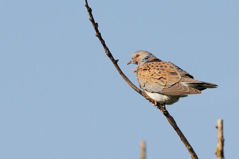 European Turtle Dove