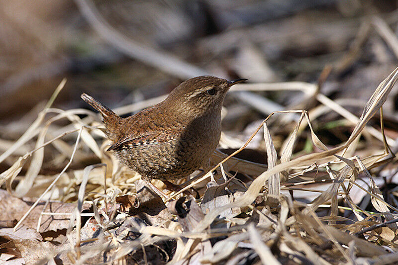 Eurasian Wren