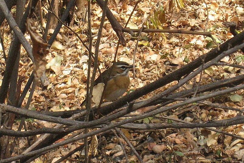 Bearded Scrub Robin