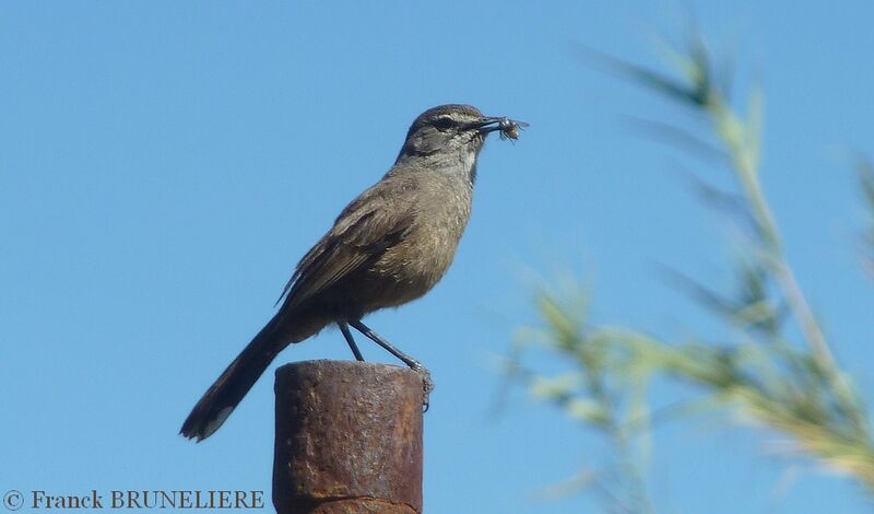 Karoo Scrub Robin