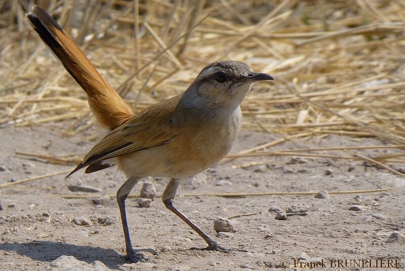 Kalahari Scrub Robin