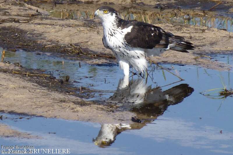 African Hawk-Eagleadult, identification